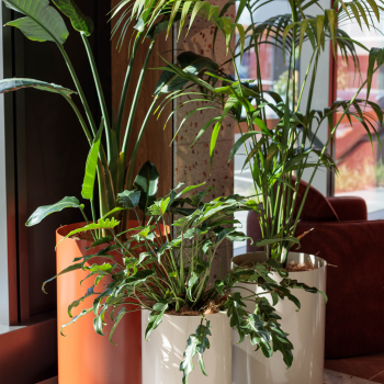 Cluster of white potted plants including a bird of paradise, palm and philodendron near a sunlit window.